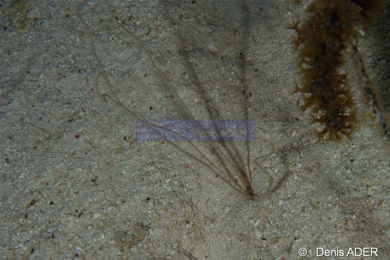 Ophiopsila sp-Bonaire Buddy Reef-18m-20180222nuit-Denis-ADER-DSC_7594_tn.jpg